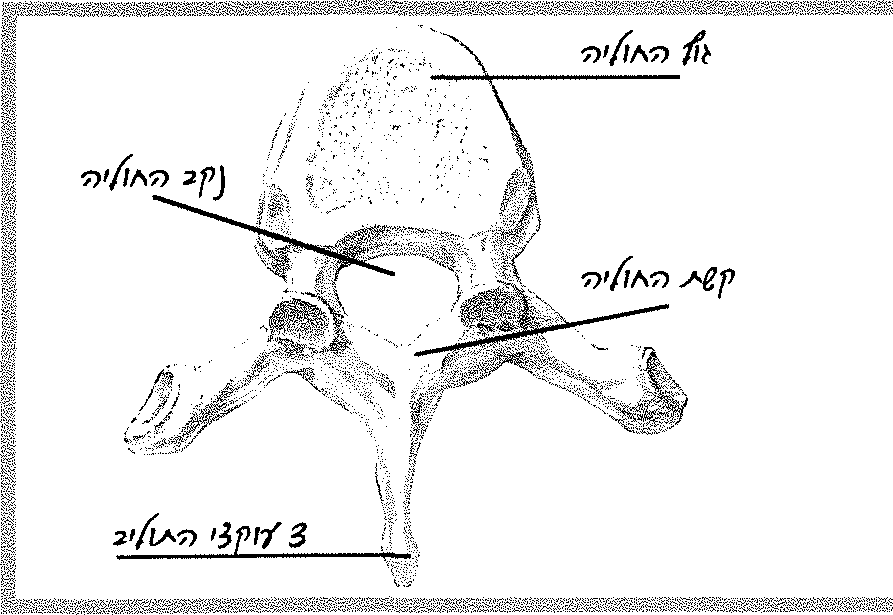 חוליה